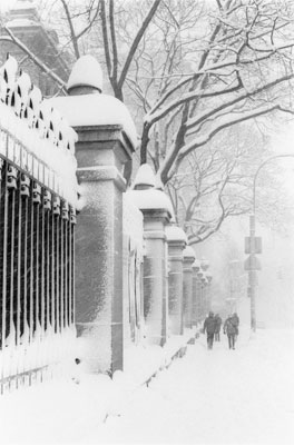 Fifth Avenue Blizzard